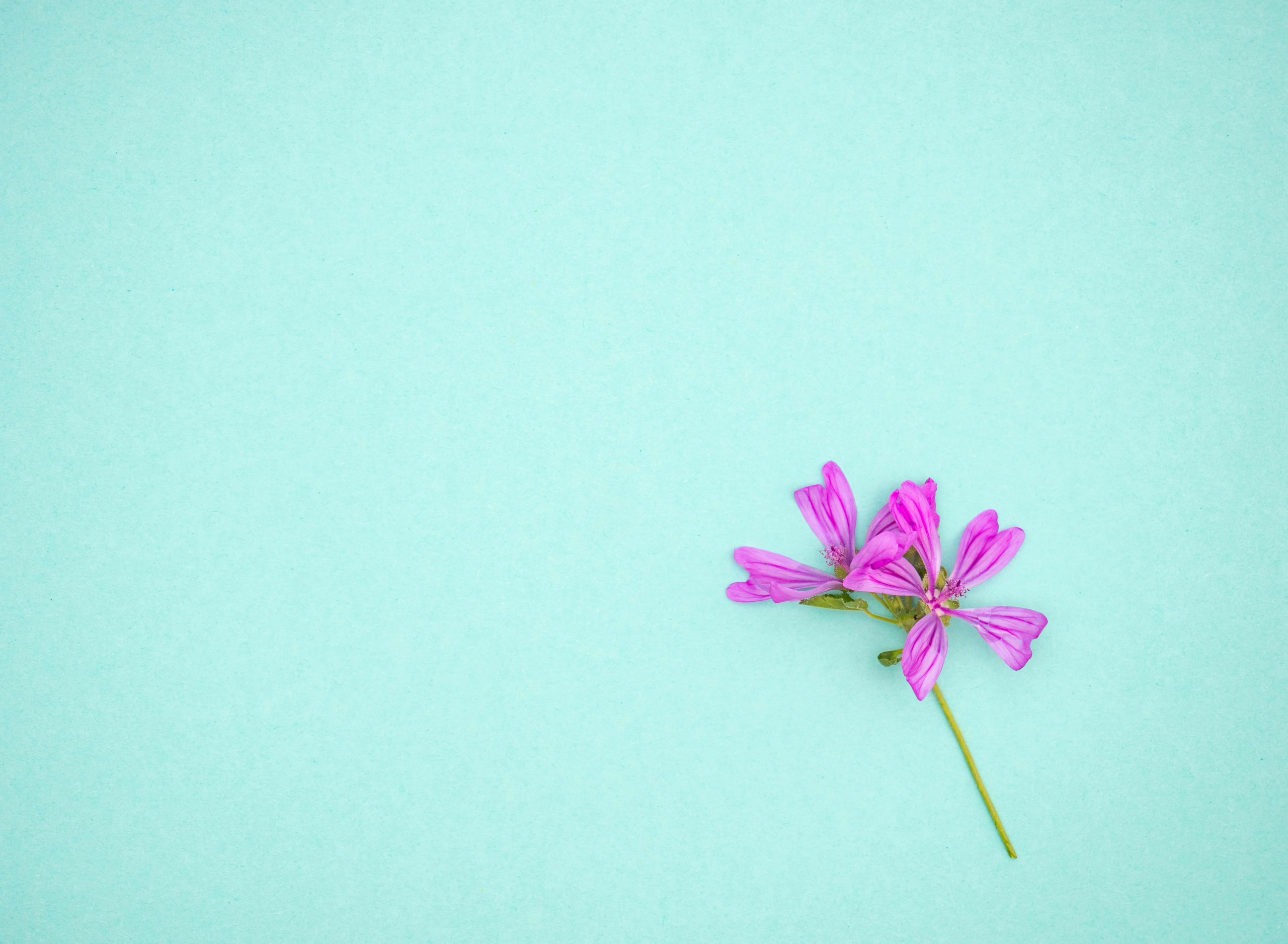 Why Hire A Professional Organizer? Save Time, Money, and Stress.